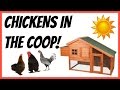 CHICKENS IN THE COOP! | Cgpets101