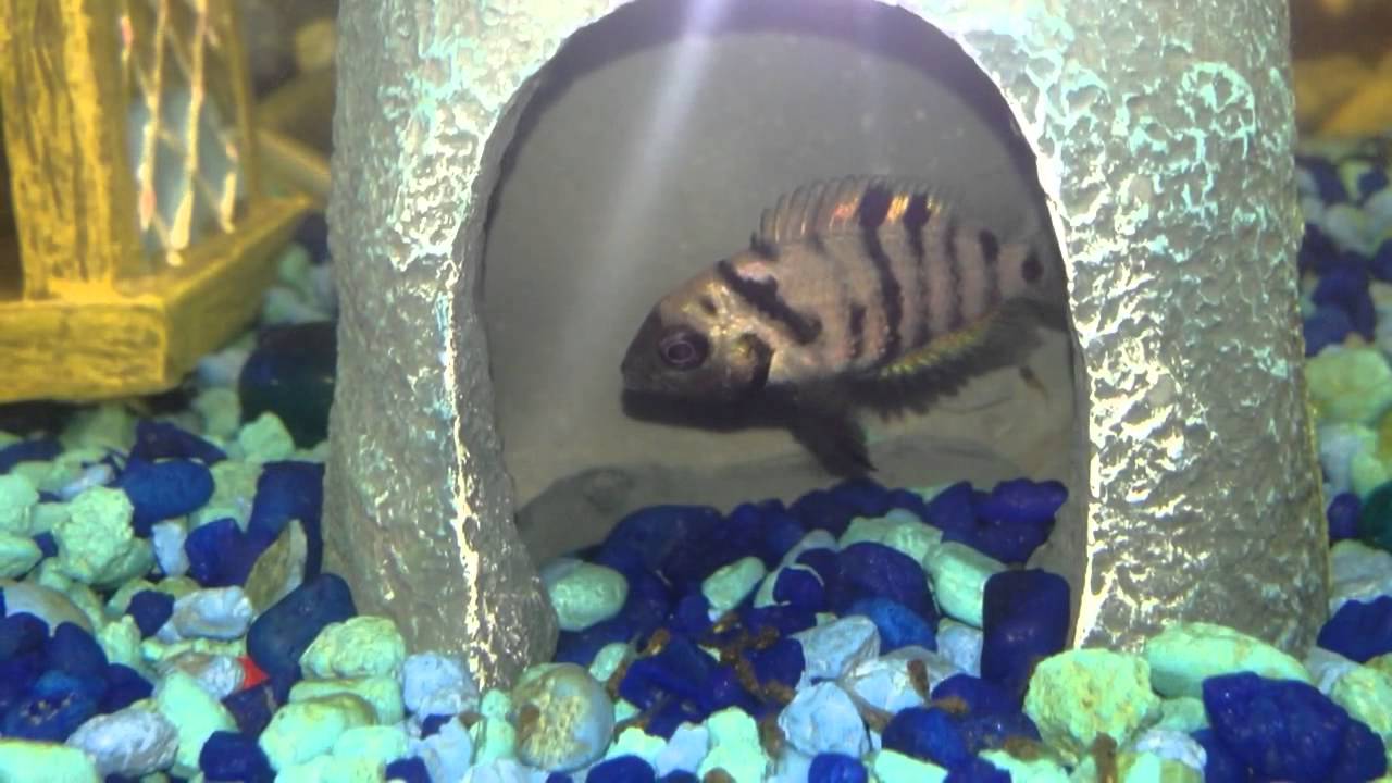 Most Beautiful Convict Cichlids had babies! (Fry) YouTube
