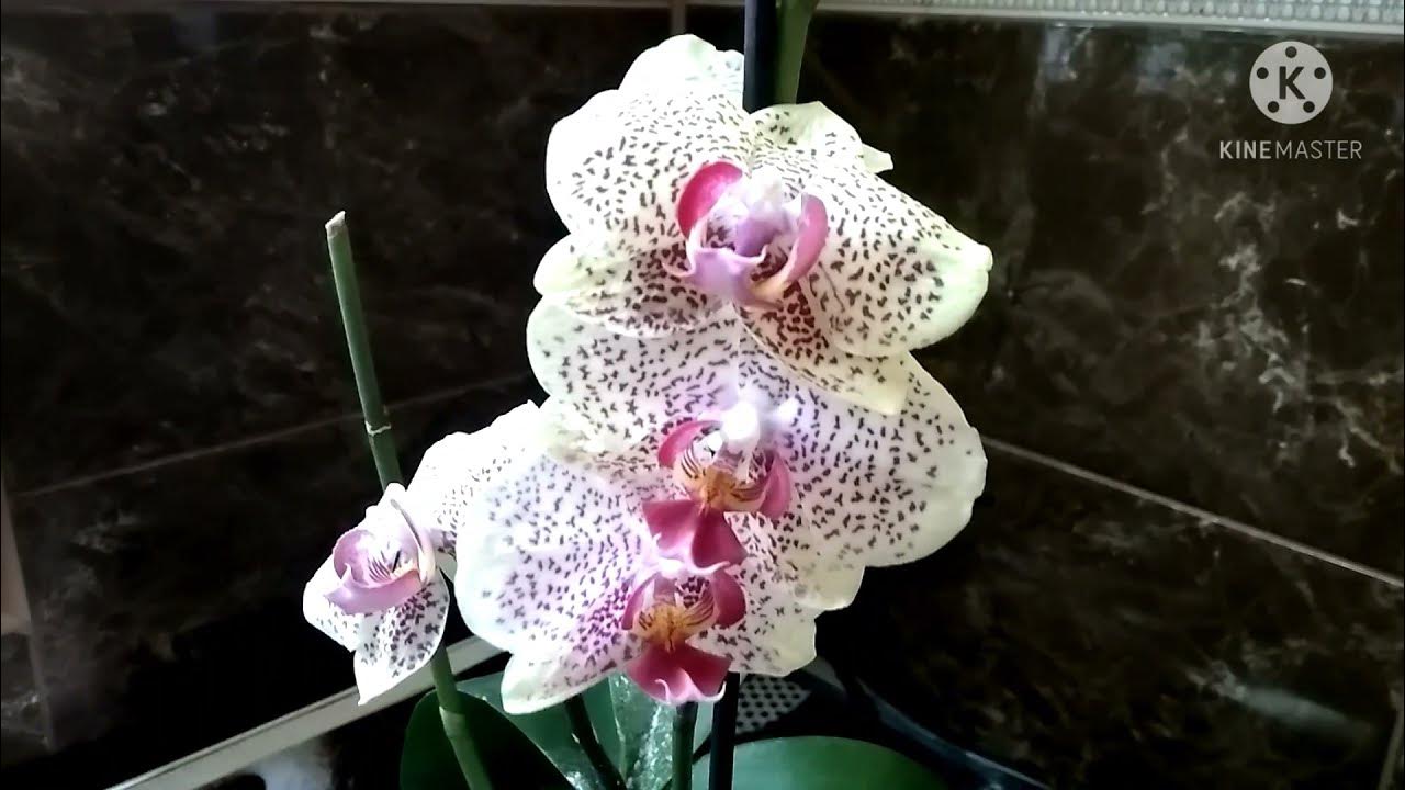 Солянка из орхидей. Бабочка Лиодоро, Queen Kiss, Тайсуко Джаспер, Пиноккио ... -