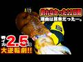 【エギング】春イカ2.5キロの大逆転劇!11日間釣れなかった理由は簡単だった。(エギング日記#4)