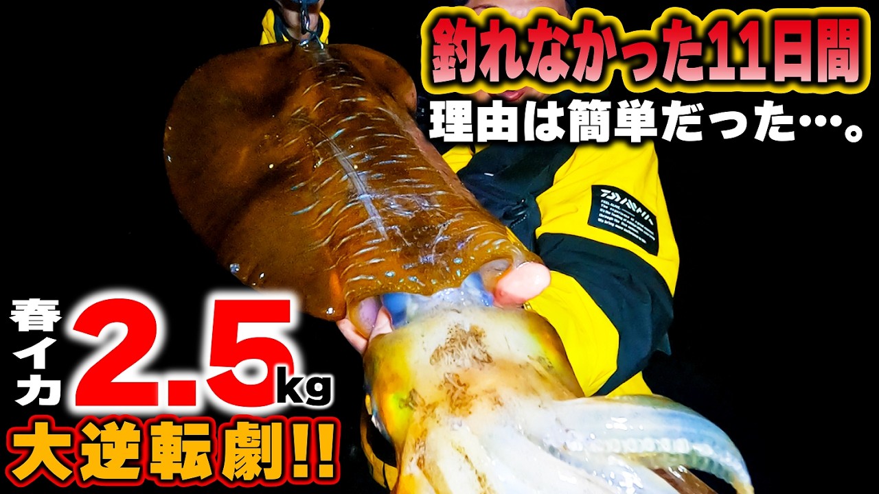 【エギング】春イカ2.5キロの大逆転劇!11日間釣れなかった理由は簡単だった。(エギング日記#4)