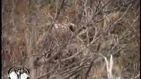 Angie Ryan Alaska Brown Bear Charge Archery Hunt -...