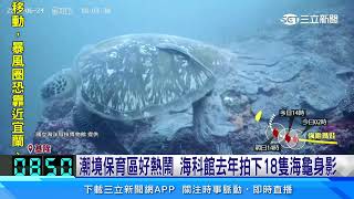 潮境水下攝影直擊! 海龜用海扇抓癢「萌樣」全都錄｜三立新聞網 SETN.com