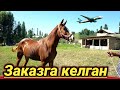 ЗАКАЗГА КЕЛГАН ТОЗА КОНЛИ ТОЙ 1.ЁШ. OT QILISHGA ARZIYDIMI ZOTI KUCHLI TOY#otlar#otbozor#horses#Чорва