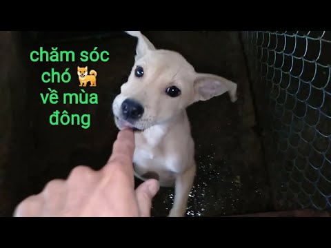 Video: Chó con mùa đông