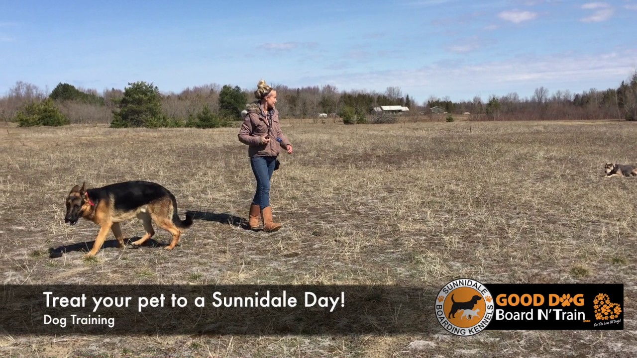 sunnidale dog training