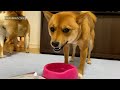 柴犬いちご、よく食べるフードに出会えたかもしれない!