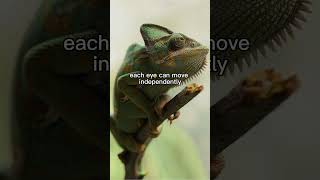 The Parson's Chameleon