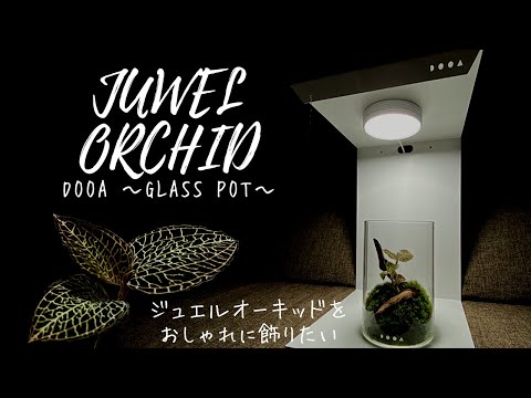 コケリウム】ジュエルオーキッドの苔玉テラリウム作ってみた【苔