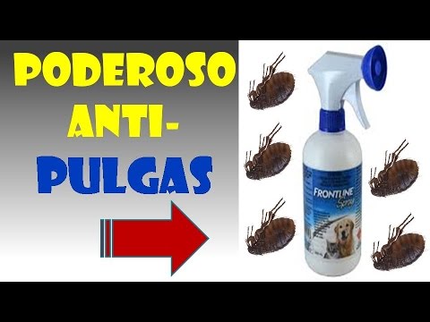 Como Pulgas en Perros-How to eliminate fleas in dogs -