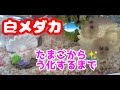 白めだかが卵を産みました！卵からうかまでの様子をまとめました☆理科の勉強系な動画ｗ＾ー＾小さないきもの淡水魚ペット魚類メダカ産卵藻春たまご採取人工飼育☆やってみた稚魚針子はりこ子供かわいいあかちゃん