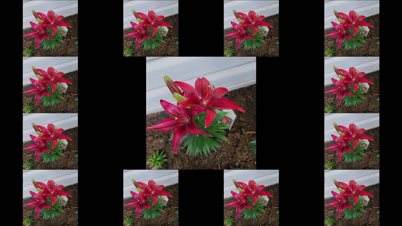 BEAUTIFUL GARDEN FLOWERS MY STRESS RELIEVER YouTube