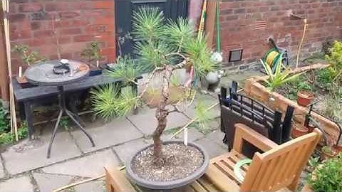 Japanese Black Pine large trunk bend and wire - From The Bonsai Dude