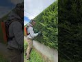 Pellenc ⚔️ hedge trimming 🍃 #landscape #beautifultools #garden #satisfyingvideo #asmr #asmrvideo