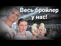 🔴ОБЗОР ПТИЧЬЕГО ХОЗЯЙСТВА ИЮНЬ 2021г. / Сравнительный эксперимент по бройлерам / Таблица привесов