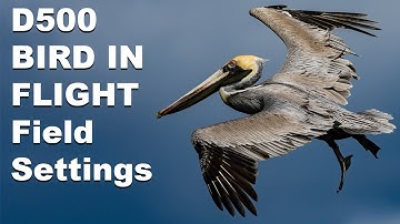 Nikon D500 Birds in Flight Field Usage and Settings