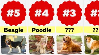 Comparison: Top 50 Friendly Dog Breeds | Friendliest Dogs