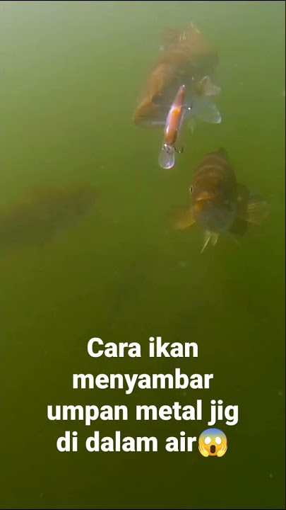 cara ikan menyambar umpan metal jig di dlam air😱#shorts #fishing #casting