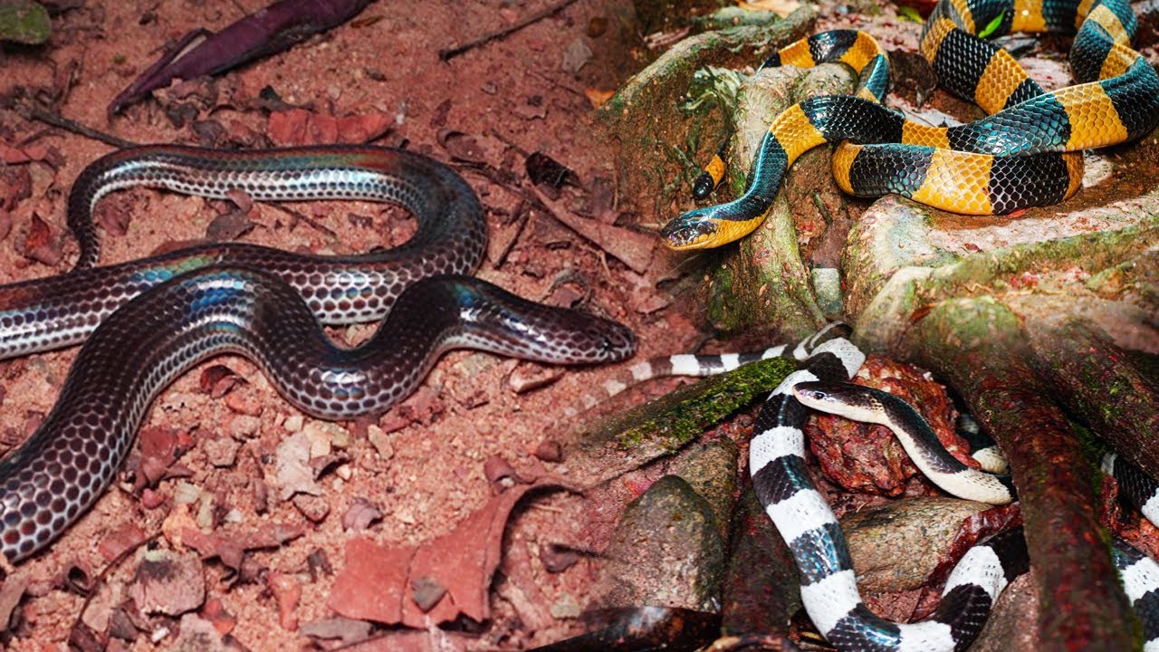 'Rắn hổ hành' bỏ túi anh em 'cạp nong - cạp nia' | @Leafhouse1986New