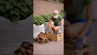 Growing High Yield of Sweet Potatoes at Home in Soil Bags   #growyourownfood #vegetablegarden