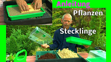 Wie pflanzt man Stecklinge ein?