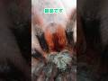Umeboshi Has Shed His Skin Tarantula Umeboshi Has Shed His Skin Tarantula