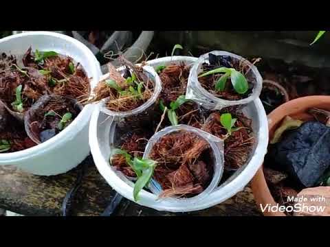 Cara menata tanaman  hias  rumahan  YouTube