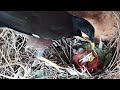 Dad dropped a creepy bug on baby head  stayed out while mom in nest myna feeding baby ep 9 day 3