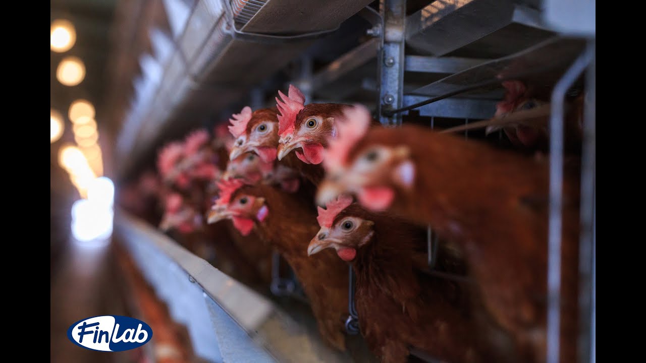 Finlab Video Corporativo