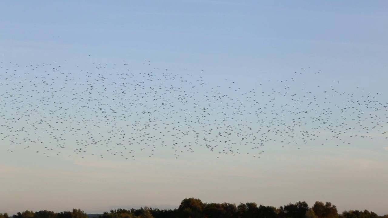 Starling murmuration