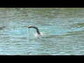 Essais wetsuit zerod dans lac du crs