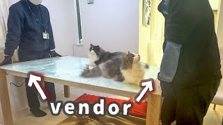 My cat got too attached to the vendor and I was in trouble 💦 by Talking weegieTV Richard 1,532 views 4 months ago 5 minutes, 29 seconds