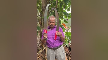 Telescopic Pruning saw Rs.450 & 550, 9787672239, Melur, Madurai #pruning #sawblade #madurai #cutter
