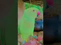 तोता बोला मैं मिठु हु #talkingparrot #whowillbemylifepartnerta #haveitoldyoulatelythatiloveyou#birds