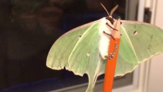 Luna moth laying eggs