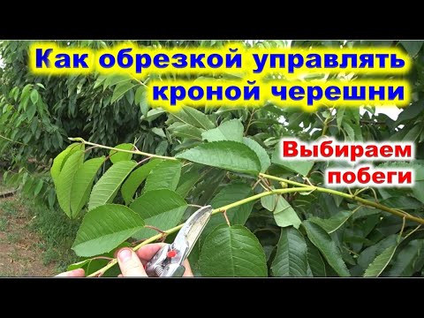 ЛЕТНЯЯ ОБРЕЗКА ЧЕРЕШНИ. Как расширить крону черешне и сделать её гуще.
