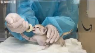 野生ネコでは世界最小級　「砂漠の天使」スナネコ赤ちゃん　那須どうぶつ王国