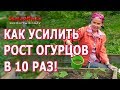 Супер подкормка для огурцов! Полейте этим всходы огурцов! Ранние всходы! Супер рост!