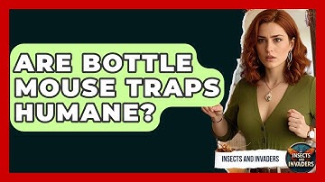 Are Bottle Mouse Traps Humane? - Insects and Invaders