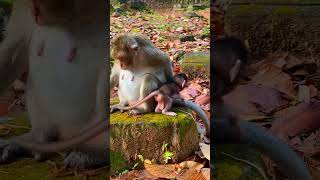 Cute baby monkey #cutebabymonkey #Funnymonkey #monkeyvideo #monkeyreels #monkeytiktok #newbornmonkey