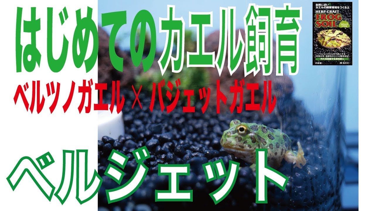 初めてのツノガエル飼育 ベルジェット 1 Youtube 初めてのツノガエル飼育 ベルジェット 1 Youtube