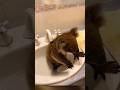 Abandoned Baby Koala Gets New Life