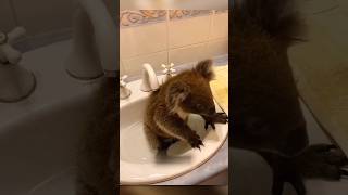 Abandoned Baby Koala Gets New Life