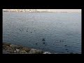 حية بية