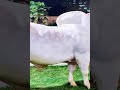 Hefty White Bull