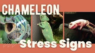 9 Signs a Chameleon is Stressed