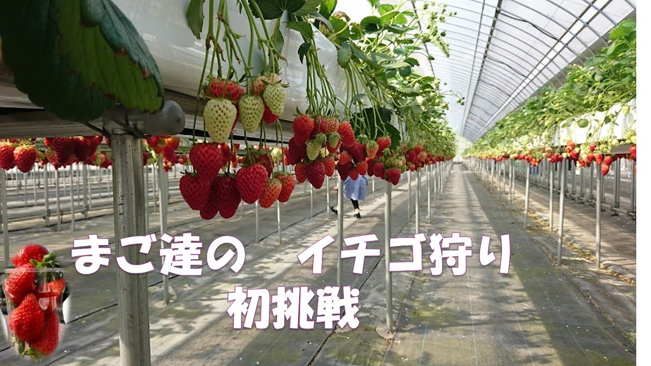 イチゴ狩り初挑戦！