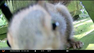 Hand-Reared Red Squirrels Back in the Wild - Soft Release Trail Camera Footage (2026)