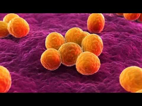 Video: Alelopatijos Ir Antibiozės Skirtumas