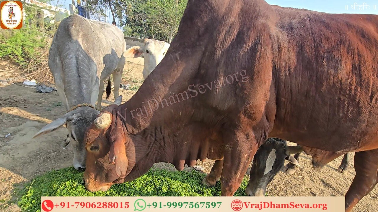 गोकुल धेनु चरावतें, बंसी अधर लगाय। वृन्दावन कुंजन भीतर, प्रेम सुधा बरसाय॥नित्य गाय सेवा गोविन्द सेवा